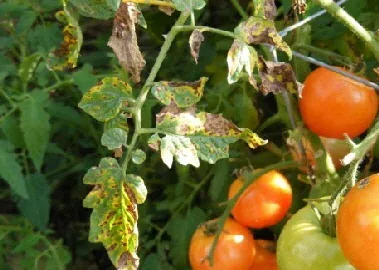 Bacterial spot Xanthomonas vesicatoria by Midwest Gardening