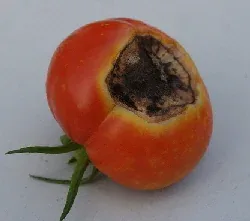 Blossom end rot by Mark