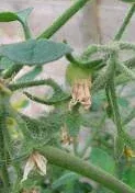 Blossom drop by Midwest Gardening