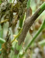 Late Blight by Scot Nelson