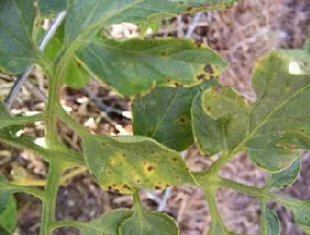 Septoria Leaf Spot by Midwest Gardening
