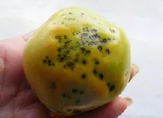 bacterial spot by Midwest Gardening