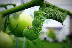Tomato Hornworm by Chris Bede