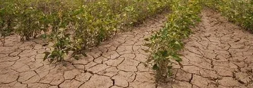 Plants and Climate Change