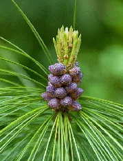 New Growth on Pine by Suffolk Kev