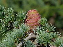 Cedrus needles and cone by Eric in SF