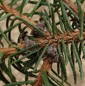 Spruce needles by ocean d estoiles