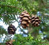 Spruce cones by Chris Campbell