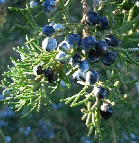 Juniper needles and berries by Bionic Botanist