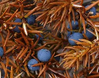 Juniper needles by Alfred Cook