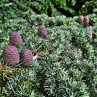 Conifer by Ken McCown