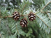 Canadian Hemlock needles and cones by Doug McAbee