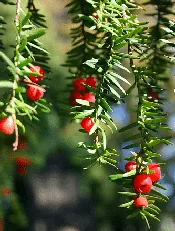 Yew needles and berries by mafleen