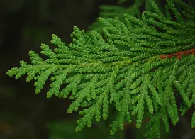 Arborvitae by J M