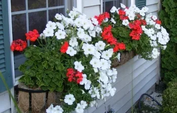 The window boxes have spilled over