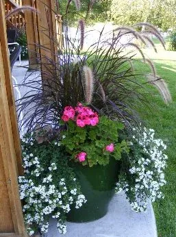 Rubrum Purple Fountain Grass, Bacopa, Aristo Clarina Regal Geranium, Caladium
