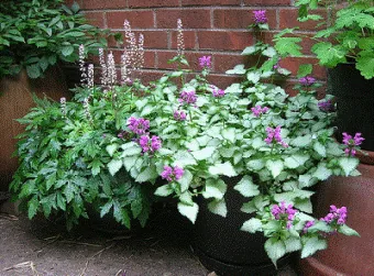 Tiarrel Sky Rocket Lamium Purlple Dragon