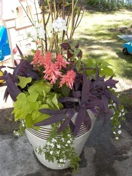 Phlox, honeywort, potato vine, moses in a boat, salvia, bacopa