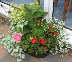 Geranium begonia impatiens