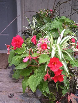 Tuberous Begonia Spiderplant Coleus Potato Vine