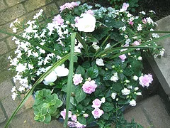 Bacopa Vinca Vine Double Impatiens Ivy Begonia Spikes
