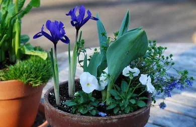 Siberian Iris Hosta annual container by Rachel James