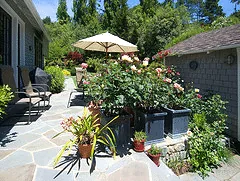 patio rose garden
