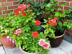 patio roses