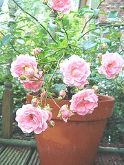 Fairy Rose container