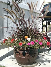 Moss roses and fountain grass container
