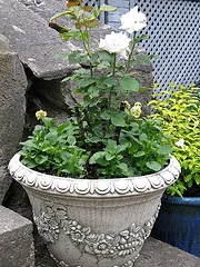 Pascali everblooming hybrid tea rose in a container