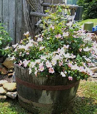 Knock Outs in a barrel