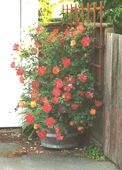 Joseph s Coat climber in a barrel
