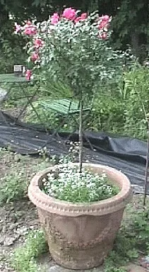 Potted rose tree