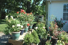 container roses