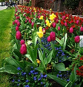 bulb border by Tina