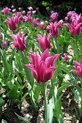 Lily flowered tulip Maytime by Wally Gobetz