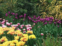 Mixed tulip garden by Art Inspirations