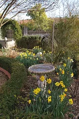 Daffodils by Percita