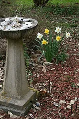 bulb cluster accent by Dianthus Moon