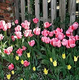 bulb garden