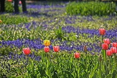 Tulips and Muscari by Mamako