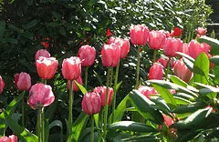 Pastel tulips by Matt Ducke