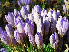 tight cluster of crocus by Ineke Heesterbeek