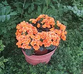 Tuberous Begonia by Bill Barber