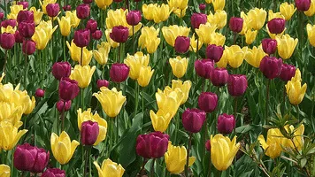 Hot colored tulips by Alisha Rusher