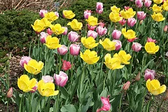 Fringed Elegance Tulip by Cliff