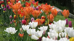 Tulips in color drifts by Cristian Bortes