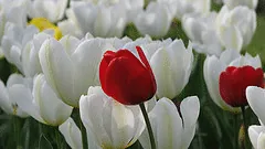 Accent red tulip by Cristian Bortes