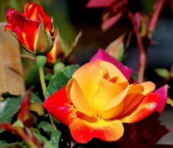 Joseph s Coat climbing rose